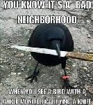 Thumb for badbird.jpg (39 
KB)