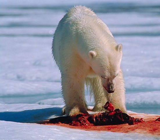 Polar bear eating seal carcass