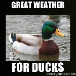 Thumb for ducks.jpg (98 
KB)