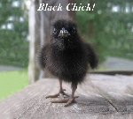 Thumb for BlackChick.jpg (32 
KB)