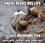 Thumb for Snake.jpg (27 
KB)