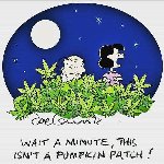 Thumb for pumpkinpatch.jpg (81 
KB)