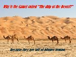 Thumb for camelsMEME.jpg (103 
KB)