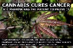Thumb for cannabis-cures-big-pharma-patent.jpg (44 
KB)