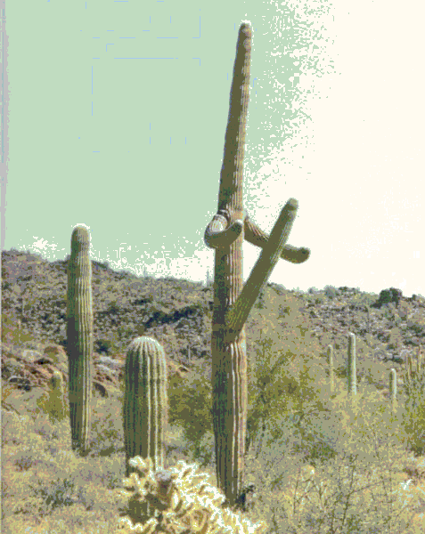 CACTUS.GIF